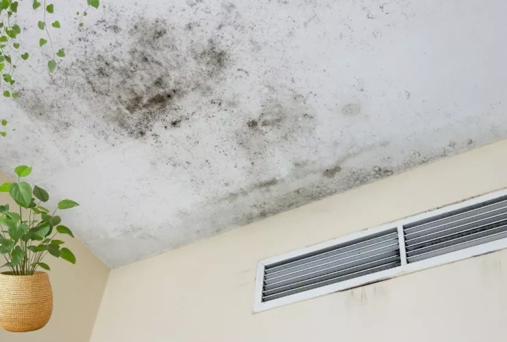 La planta que no debe faltar en tu baño para prevenir el moho.jpg