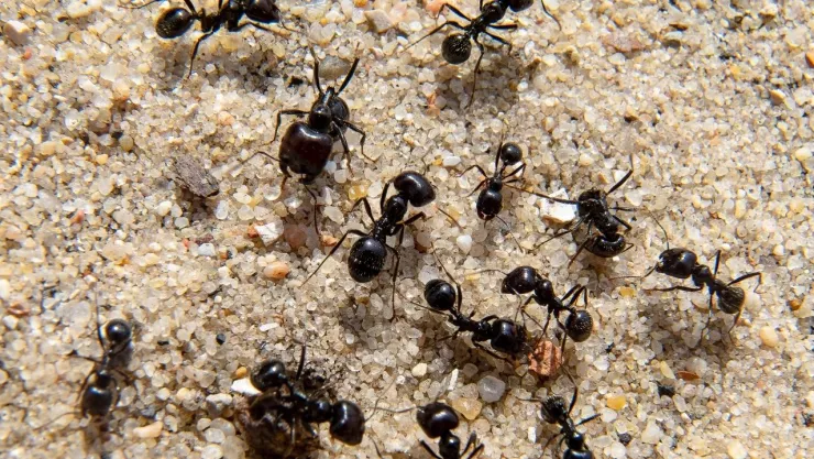 En Kenia, jóvenes de Bélgica son detenidos con 5 mil hormigas.jpg