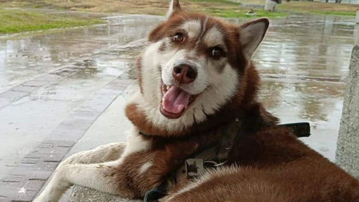 Lucas, el primer perro con derecho a pensión alimentaria en México