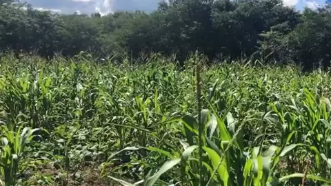 hallan osamenta en montes de oxkutzcab