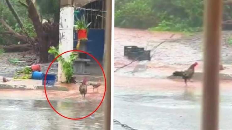 Gallina es arrastrada por el aire durante lluvia