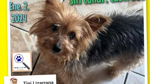 Buscan a Lalo, perrito robado de Mazatlán