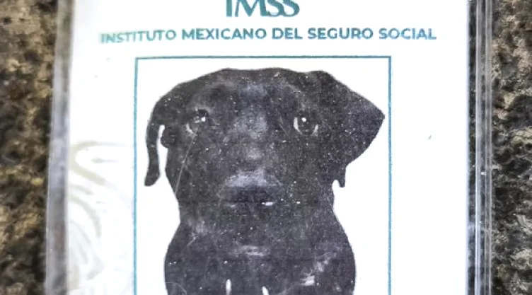 Cuco el perro que trabaja para el IMSS.jpg