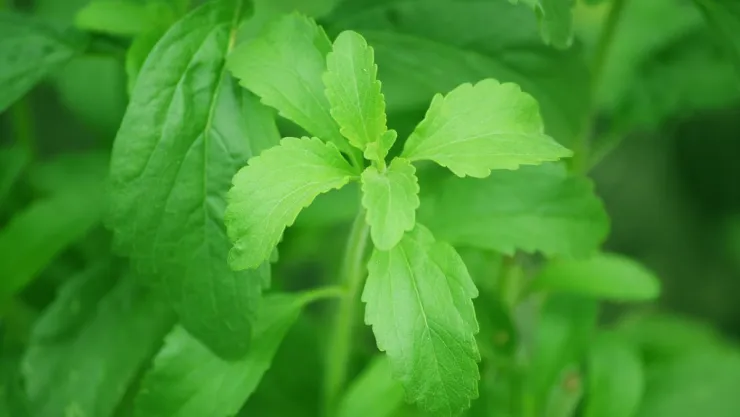 /estilo-de-vida/stevia-mejor-endulzante-buena-salud