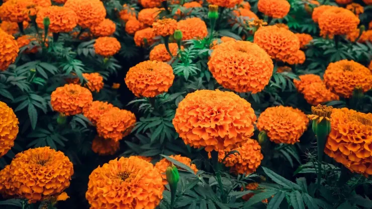 Estos son los beneficios medicinales de la flor de Cempasúchil