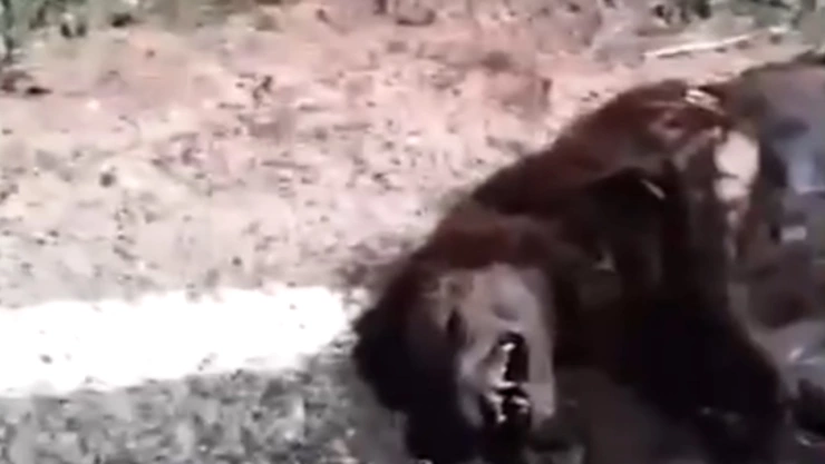 captan supuesto nahual brasil