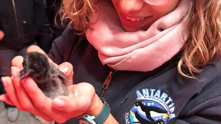 Eclosionan huevos de pingüinos traídos de EU en el zoológico Guadalajara.jpg