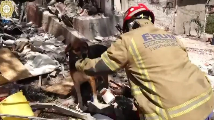 PERRITOS RESCATADOS TLALPAN