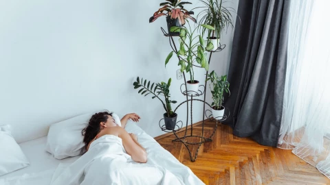 Las mejores plantas para dormir rápido y tener en tu habitación