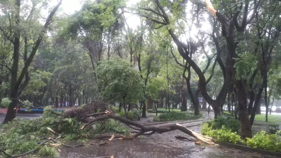 Rama de árbol