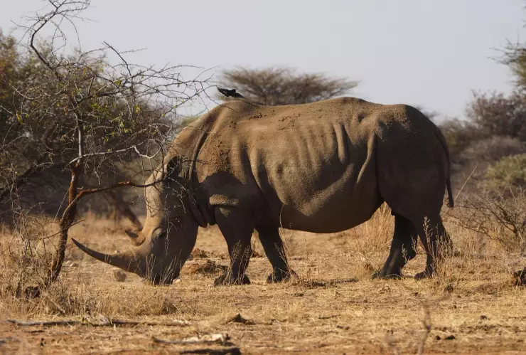 En su día mundial: 5 datos curiosos que no sabías sobre los rinocerontes