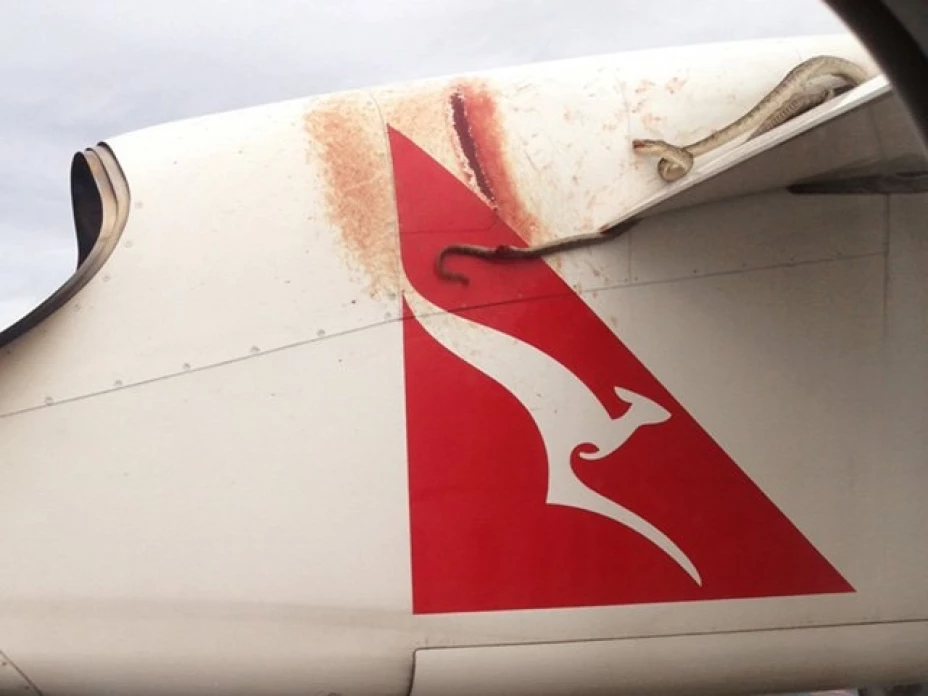 Pasajeros de Qantas Airways se sorprendieron al ver a la serpiente en el ala del avión