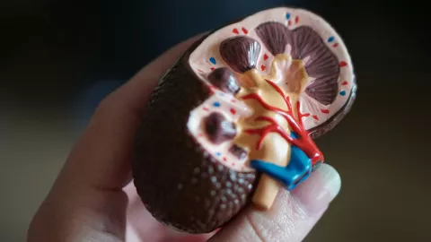 El jugo que protege los riñones en pocos días