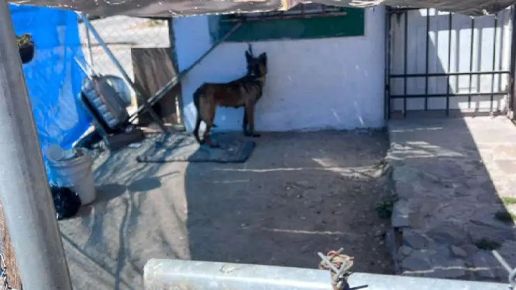 Tras denuncia, rescatan a perrita lastimada y atada a una ventana, en León