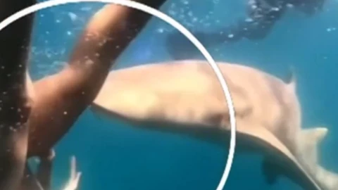 Tiburón muerde a una mujer.png