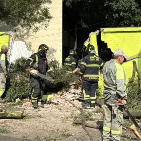 Cae enorme árbol sobre una primera en Coyoacán; así luce la zona