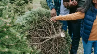 ¿Cómo se puede mantener un árbol de Navidad vivo durante más tiempo?