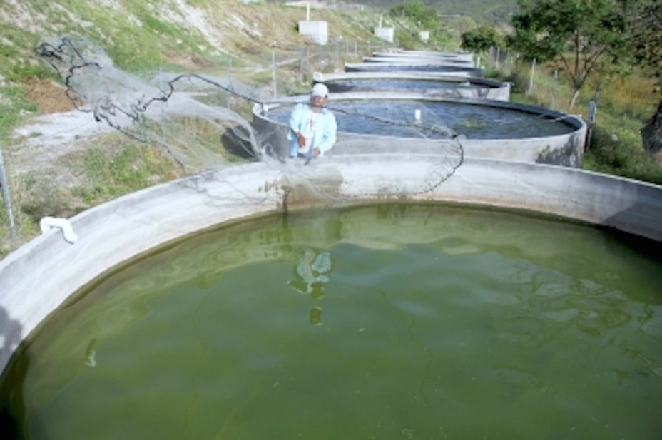 Productores de trucha