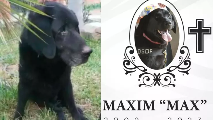 Muere Max, el perro rescatista de Bomberos de Tijuana