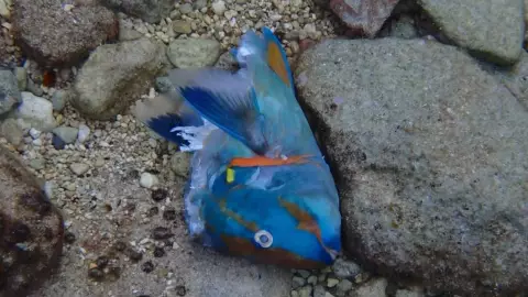 Encuentran más de 60 ejemplares de pez loro sin vida en Cozumel; FOTOS.jpg