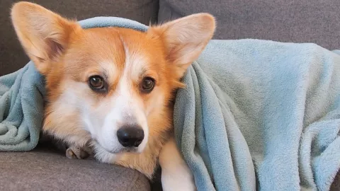 Ley de Protección y Bienestar de los Animales 2025.jpg