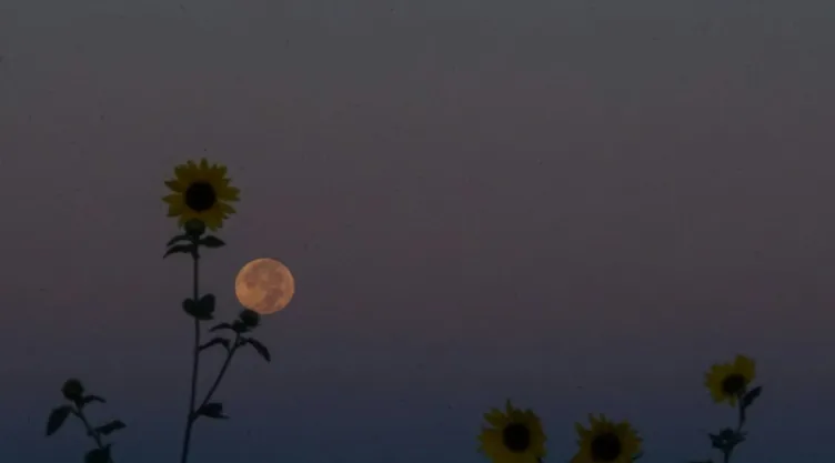 ¡Admira la Luna de Flores 2024! Un regalo cósmico de la primavera