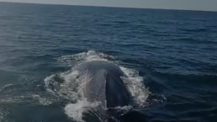 ballena.png