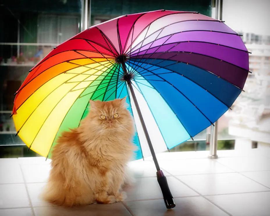 garfi4.jpg