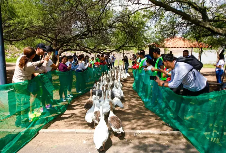 gansos-liberados-presa-el-palote-guanajuato