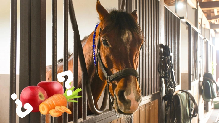 ¿Manzanas o zanahorias? Julio Camejo y Kenny Avilés tienen una inesperada duda sobre qué comen los caballos en La Granja VIP