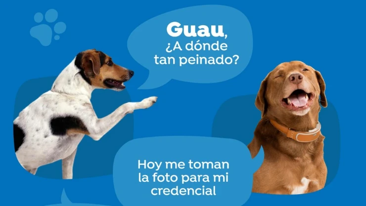 Como tramitar tramitar CURP mascotas Jalisco