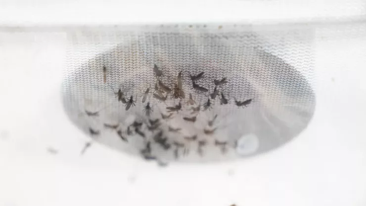 Scientists Investigate Whether Climate Change Will Encourage Arrival Of Tropical Diseases Via Mosquitoes