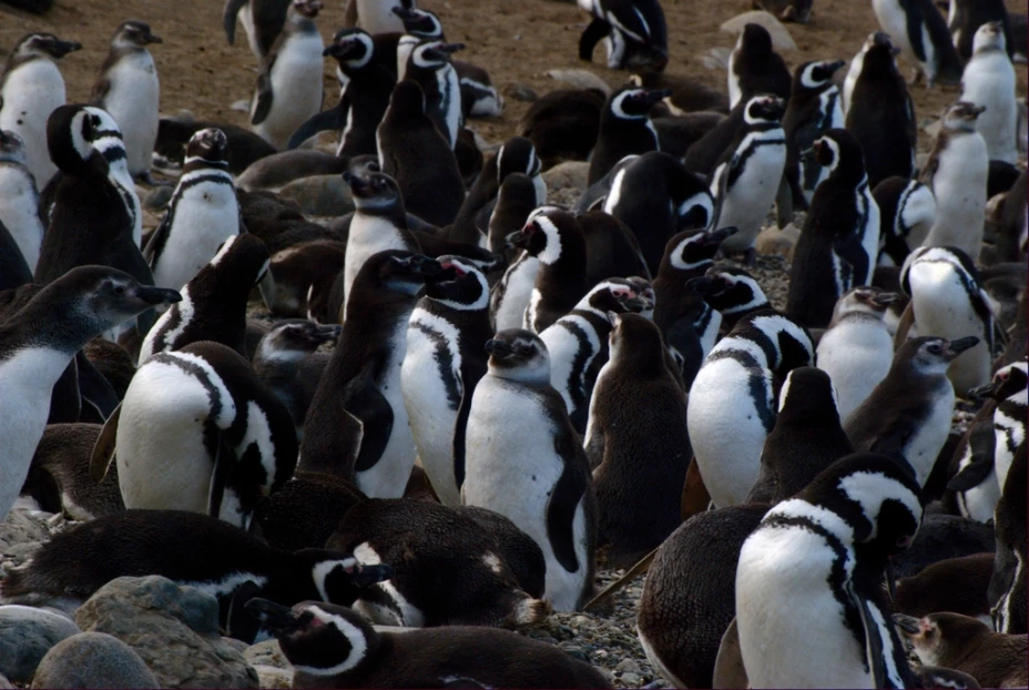 Pingüinos pudieron perder las señales de sabor por las temperaturas bajas
