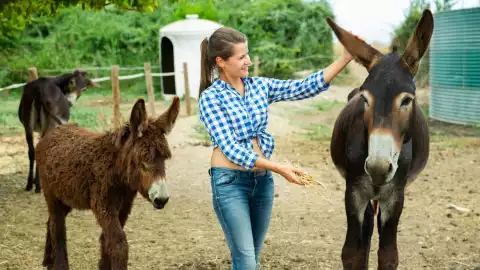 Día Mundial de los Burros