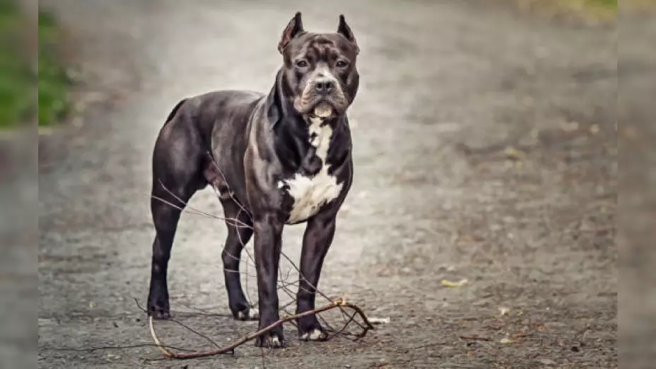 Pitbull