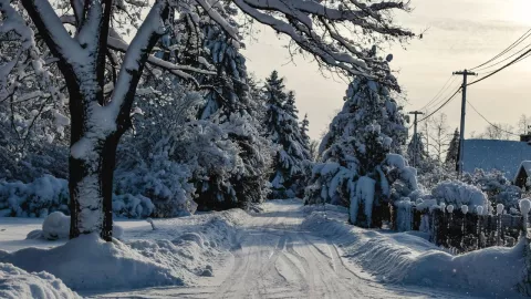 Tormenta invernal provoca alerta por frío extremo y árboles “explosivos” en estos estados