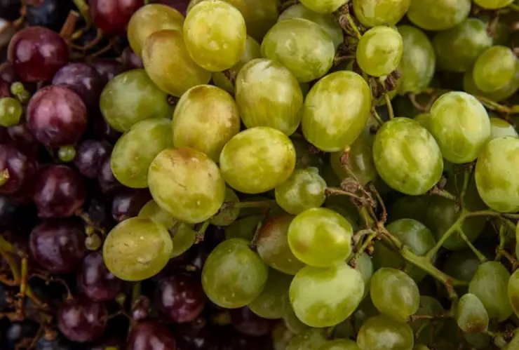 Precio de uva en Tijuana por Año Nuevo 2025 ¿En cuánto está y cómo sustituirla?