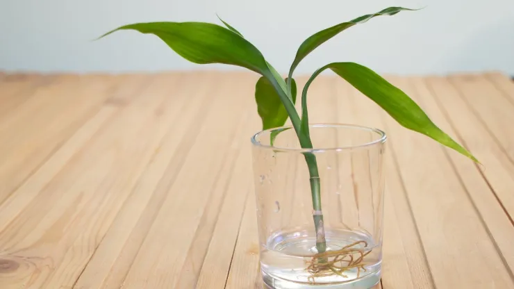 Esta planta es fácil de cuidar y hacerla crecer. Trae armonía, calma y belleza.