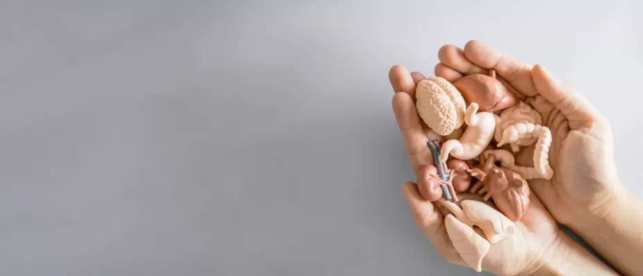 Dia de transplante.jpg