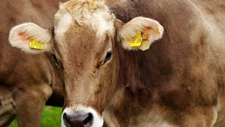 Qué son los gusanos barrenadores y por qué preocupa su presencia en el campo mexicano