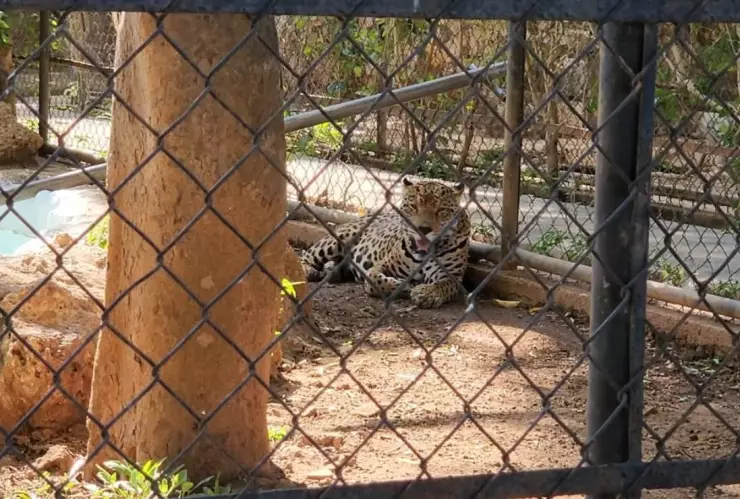 Parque Zoológico del Centenario de Mérida_ ¿Qué pasó con el árbol de 100 años que cayó en la jaula de los jaguares
