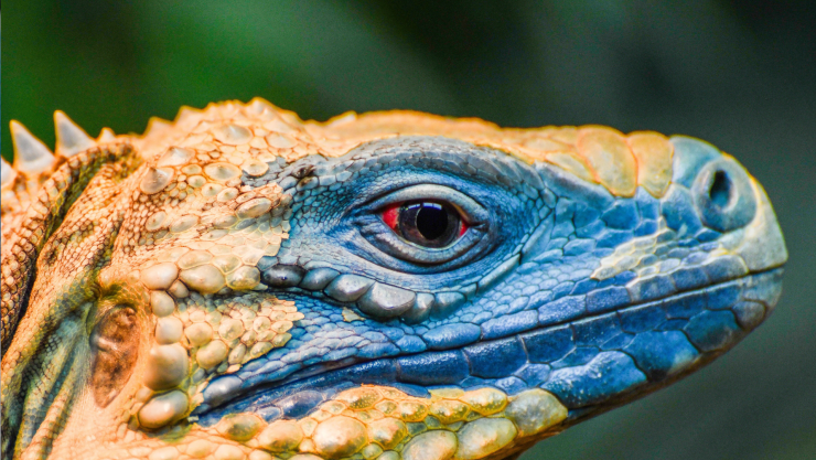 Tener a este animal como mascota es ilegal en México y podrá darte una multa de miles de pesos mexicanos