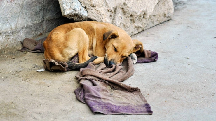 Nuevo caso de maltrato animal en Mérida; así intentaban herir a perritos callejeros en la residencia