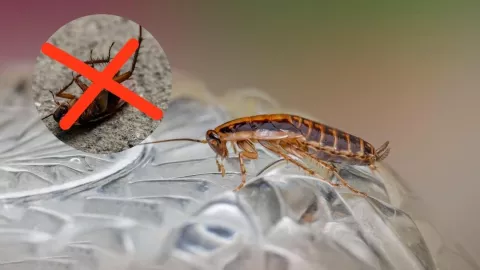 Este es el increíble TRUCO que utilizan en restaurantes para eliminar las cucarachas