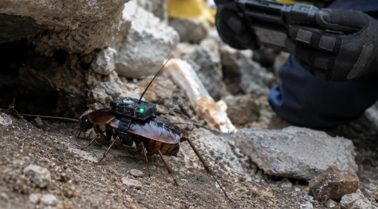 Diseñan cucarachas paramédicas: Universidades de Queensland y UNSW presentan a los “Paraborgs”, insectos cyborg que podrían salvarte la vida en una emergencia