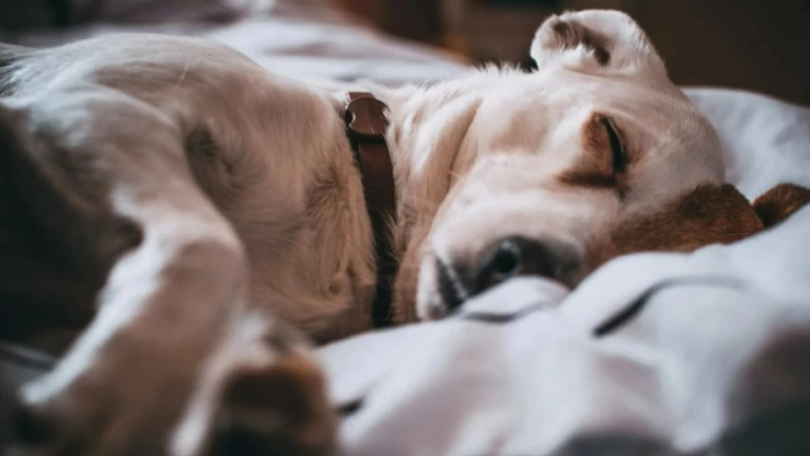 La misteriosa enfermedad que está matando a los perros