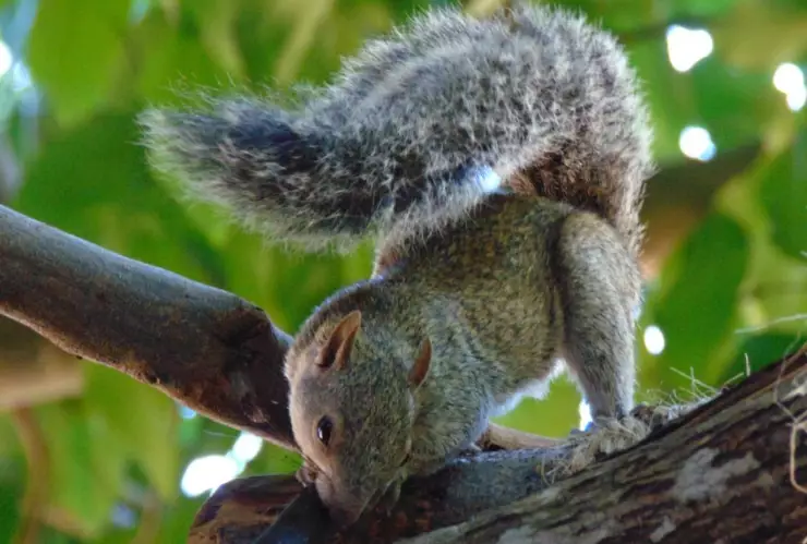 Así fueron captadas estas dos ardillas jugando en Yucatán; video viral.