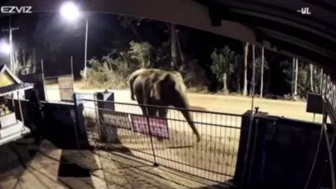 FOTOS: Así elefantes salvajes irrumpieron y destruyeron una escuela; desatan alerta en Tailandia