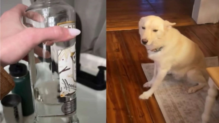 perrito borracho video