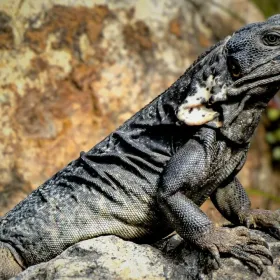 Iguana negra características, hábitat y todo sobre este reptil único.jpg